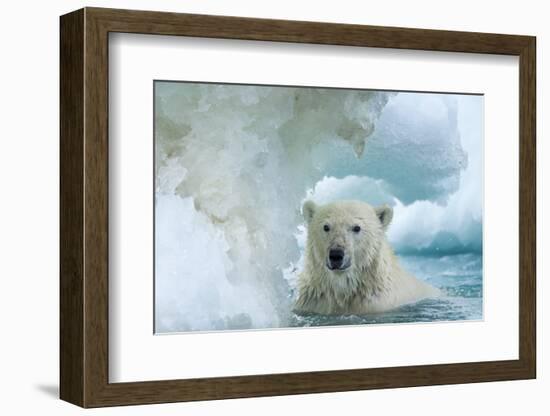 Polar Bear Swimming Through Melting Sea Ice Near Harbor Islands,Canada-Paul Souders-Framed Photographic Print