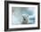 Polar Bear Swimming Through Melting Sea Ice Near Harbor Islands,Canada-Paul Souders-Framed Photographic Print