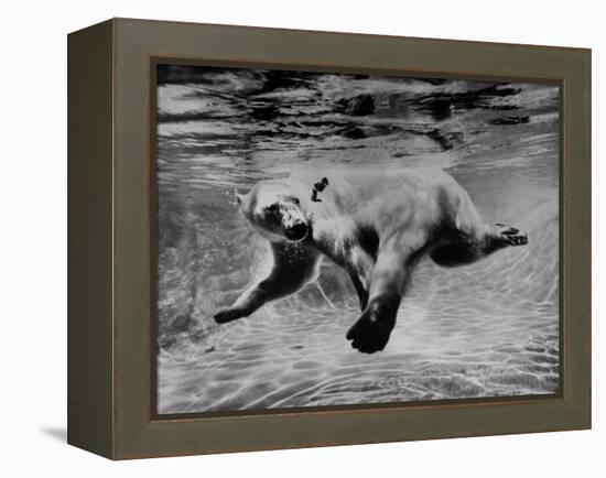 Polar Bear Swimming Underwater at London Zoo-Terence Spencer-Framed Premier Image Canvas