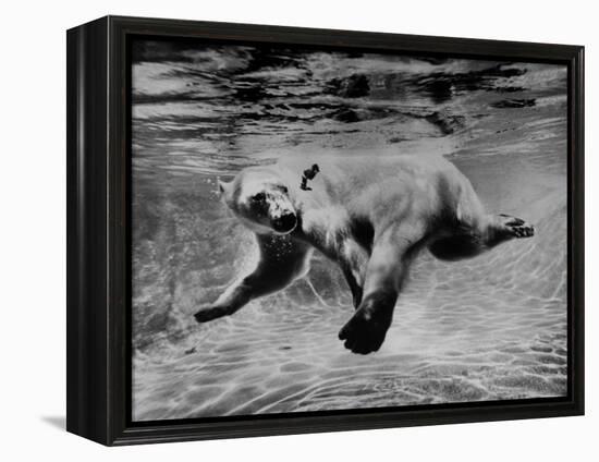 Polar Bear Swimming Underwater at London Zoo-Terence Spencer-Framed Premier Image Canvas