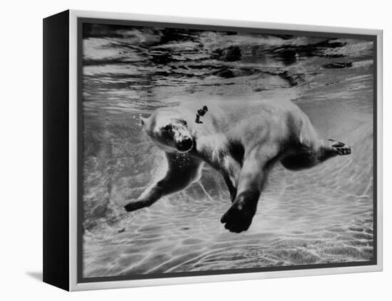 Polar Bear Swimming Underwater at London Zoo-Terence Spencer-Framed Premier Image Canvas