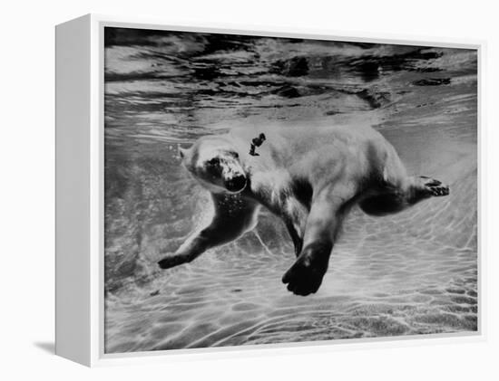 Polar Bear Swimming Underwater at London Zoo-Terence Spencer-Framed Premier Image Canvas