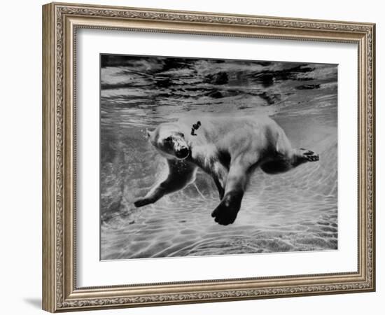 Polar Bear Swimming Underwater at London Zoo-Terence Spencer-Framed Photographic Print