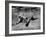 Polar Bear Swimming Underwater at London Zoo-Terence Spencer-Framed Photographic Print