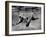 Polar Bear Swimming Underwater at London Zoo-Terence Spencer-Framed Photographic Print