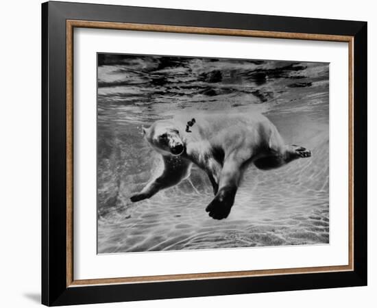 Polar Bear Swimming Underwater at London Zoo-Terence Spencer-Framed Photographic Print