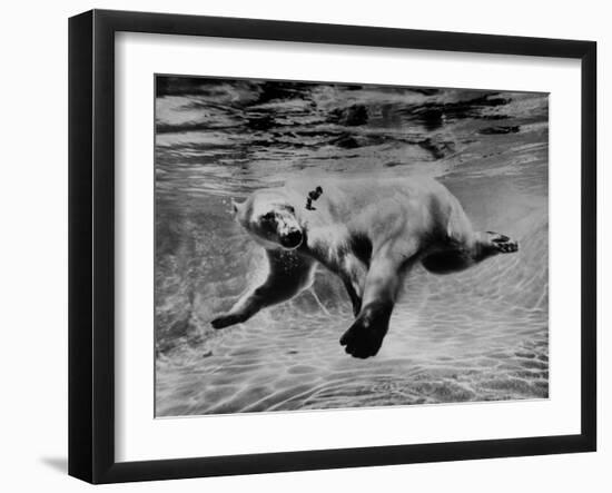 Polar Bear Swimming Underwater at London Zoo-Terence Spencer-Framed Photographic Print