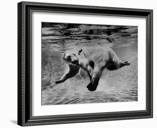 Polar Bear Swimming Underwater at London Zoo-Terence Spencer-Framed Photographic Print