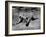 Polar Bear Swimming Underwater at London Zoo-Terence Spencer-Framed Photographic Print