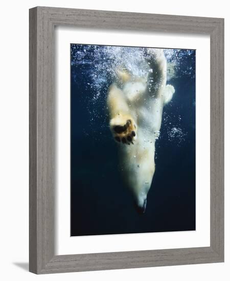 Polar Bear Swimming-Stuart Westmorland-Framed Photographic Print