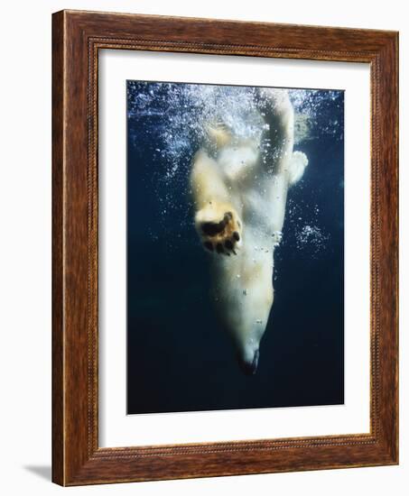 Polar Bear Swimming-Stuart Westmorland-Framed Photographic Print