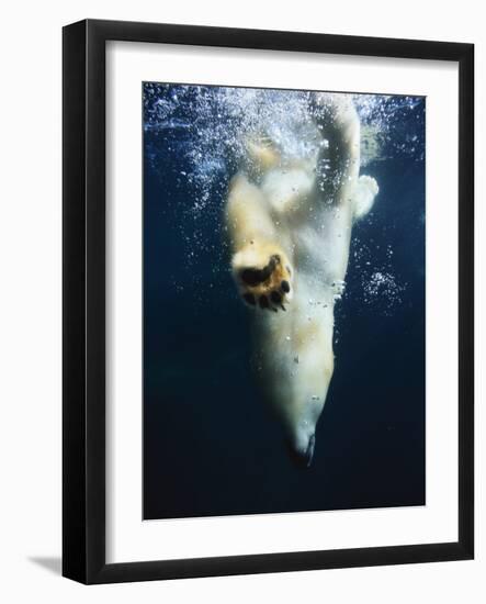 Polar Bear Swimming-Stuart Westmorland-Framed Photographic Print