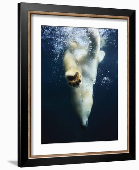 Polar Bear Swimming-Stuart Westmorland-Framed Photographic Print