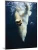 Polar Bear Swimming-Stuart Westmorland-Mounted Photographic Print