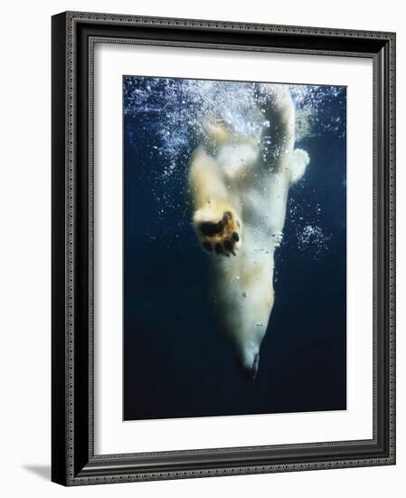 Polar Bear Swimming-Stuart Westmorland-Framed Photographic Print