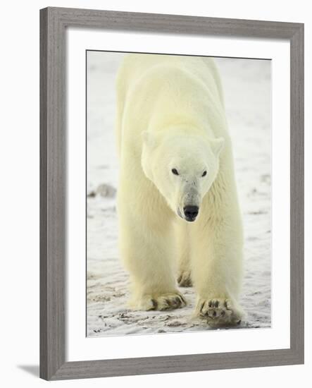 Polar Bear (Thalarctos Maritimus), Churchill, Manitoba, Canada, North America-James Hager-Framed Photographic Print