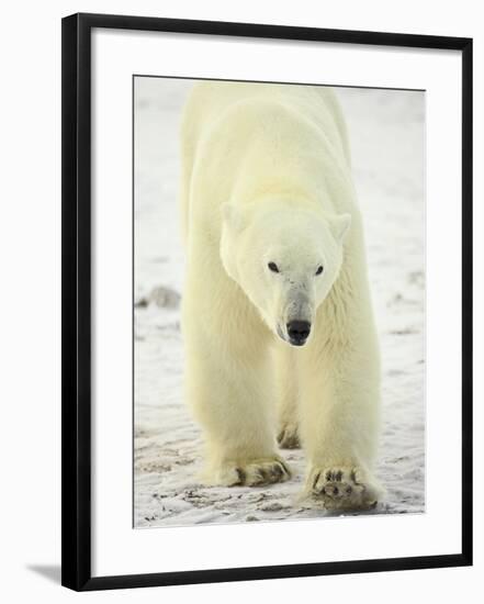 Polar Bear (Thalarctos Maritimus), Churchill, Manitoba, Canada, North America-James Hager-Framed Photographic Print