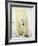 Polar Bear (Thalarctos Maritimus), Churchill, Manitoba, Canada, North America-James Hager-Framed Photographic Print