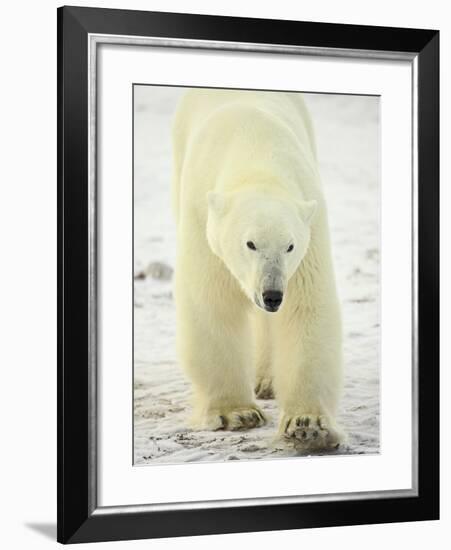 Polar Bear (Thalarctos Maritimus), Churchill, Manitoba, Canada, North America-James Hager-Framed Photographic Print