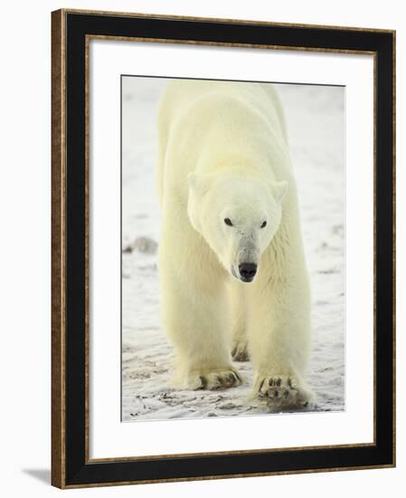 Polar Bear (Thalarctos Maritimus), Churchill, Manitoba, Canada, North America-James Hager-Framed Photographic Print