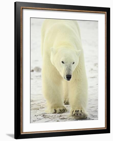 Polar Bear (Thalarctos Maritimus), Churchill, Manitoba, Canada, North America-James Hager-Framed Photographic Print