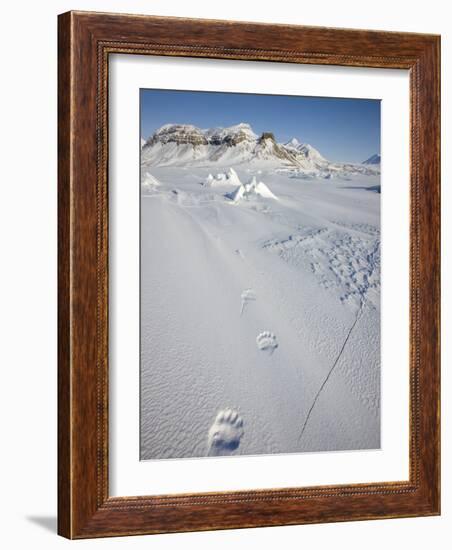 Polar Bear Track, Billefjord, Svalbard, Spitzbergen, Arctic, Norway, Scandinavia, Europe-Milse Thorsten-Framed Photographic Print