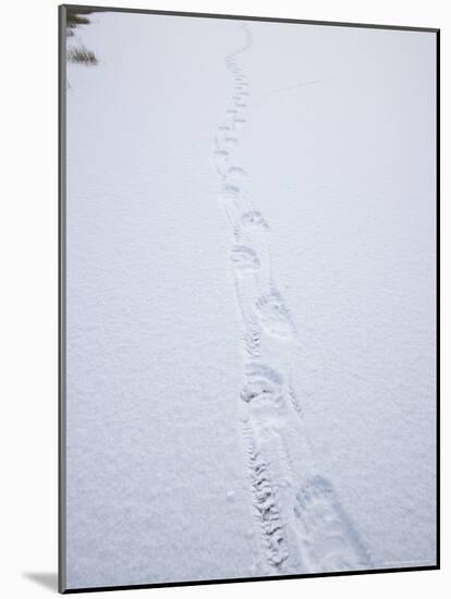 Polar Bear Track, Churchill, Manitoba, Canada, North America-Thorsten Milse-Mounted Photographic Print