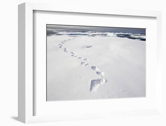 Polar Bear Tracks in Fresh Snow at Spitsbergen Island-Paul Souders-Framed Photographic Print