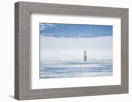 Polar Bear Travels Along Sea Ice, Spitsbergen, Svalbard, Norway-Steve Kazlowski-Framed Photographic Print