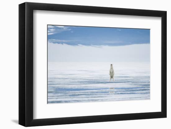 Polar Bear Travels Along Sea Ice, Spitsbergen, Svalbard, Norway-Steve Kazlowski-Framed Photographic Print