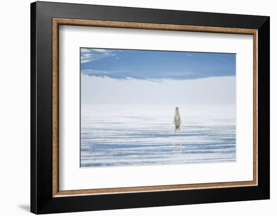 Polar Bear Travels Along Sea Ice, Spitsbergen, Svalbard, Norway-Steve Kazlowski-Framed Photographic Print