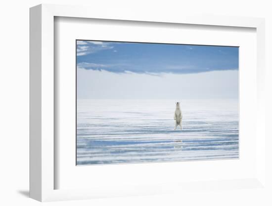 Polar Bear Travels Along Sea Ice, Spitsbergen, Svalbard, Norway-Steve Kazlowski-Framed Photographic Print