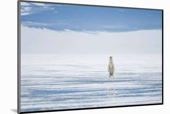 Polar Bear Travels Along Sea Ice, Spitsbergen, Svalbard, Norway-Steve Kazlowski-Mounted Photographic Print