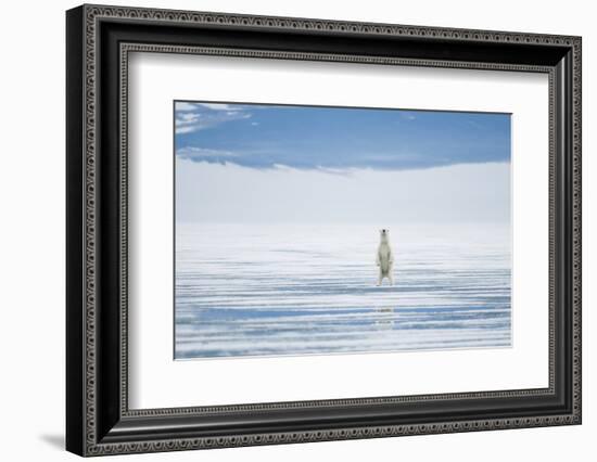Polar Bear Travels Along Sea Ice, Spitsbergen, Svalbard, Norway-Steve Kazlowski-Framed Photographic Print