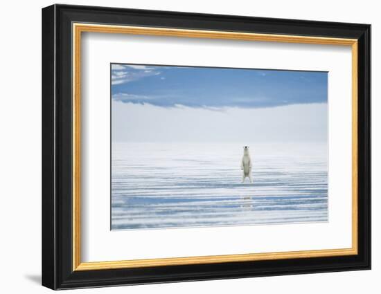 Polar Bear Travels Along Sea Ice, Spitsbergen, Svalbard, Norway-Steve Kazlowski-Framed Photographic Print