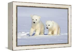 Polar Bear Twins-Howard Ruby-Framed Premier Image Canvas