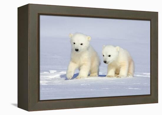 Polar Bear Twins-Howard Ruby-Framed Premier Image Canvas