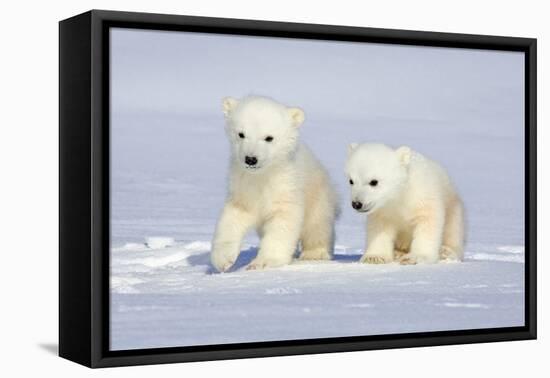 Polar Bear Twins-Howard Ruby-Framed Premier Image Canvas