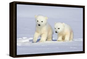 Polar Bear Twins-Howard Ruby-Framed Premier Image Canvas