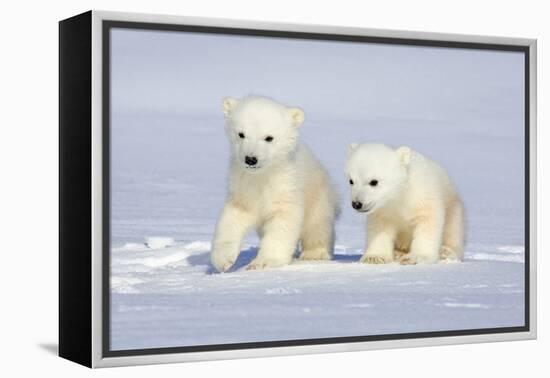 Polar Bear Twins-Howard Ruby-Framed Premier Image Canvas