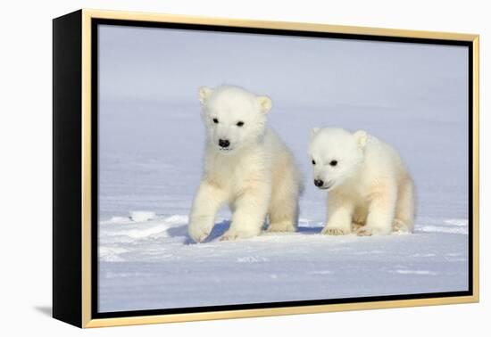 Polar Bear Twins-Howard Ruby-Framed Premier Image Canvas