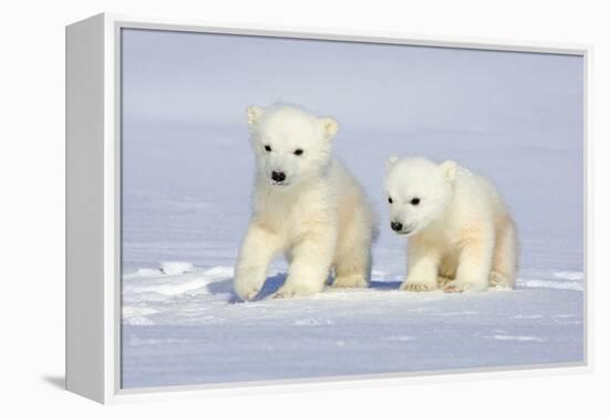 Polar Bear Twins-Howard Ruby-Framed Premier Image Canvas