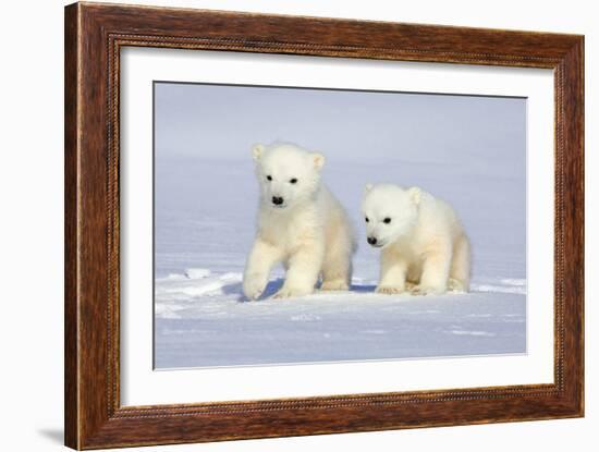 Polar Bear Twins-Howard Ruby-Framed Premium Photographic Print