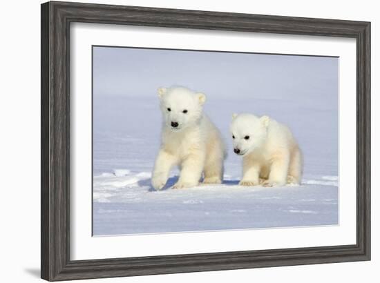 Polar Bear Twins-Howard Ruby-Framed Photographic Print