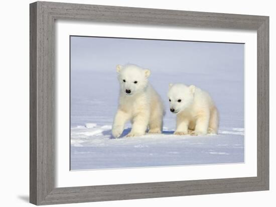 Polar Bear Twins-Howard Ruby-Framed Photographic Print