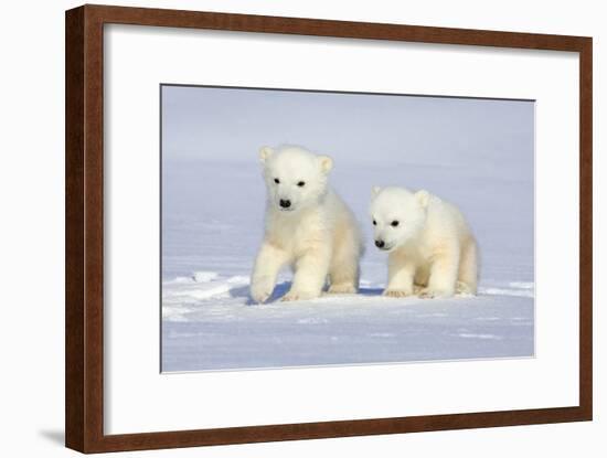 Polar Bear Twins-Howard Ruby-Framed Photographic Print