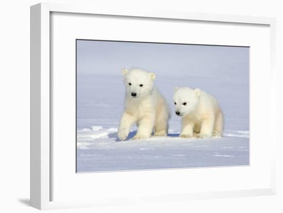 Polar Bear Twins-Howard Ruby-Framed Photographic Print