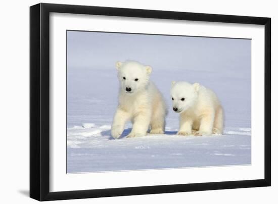 Polar Bear Twins-Howard Ruby-Framed Photographic Print