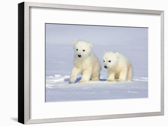 Polar Bear Twins-Howard Ruby-Framed Photographic Print