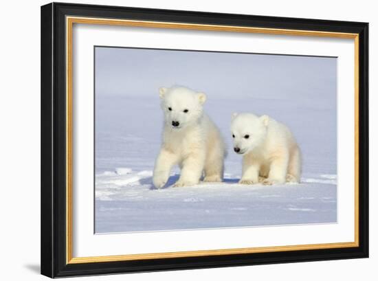 Polar Bear Twins-Howard Ruby-Framed Photographic Print